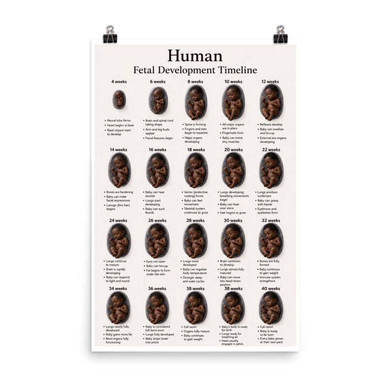 Human Fetal Development Timeline 24x36 Poster | Pregnancy Week by Week ...