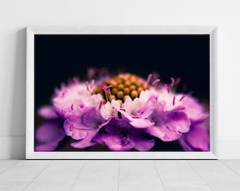 Moody Pink Petals Flower Photography Print