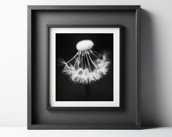 Dandelion Print - Black and white nature photography.  Dandelion photography.  Moody dandelion print.  Macro nature print.