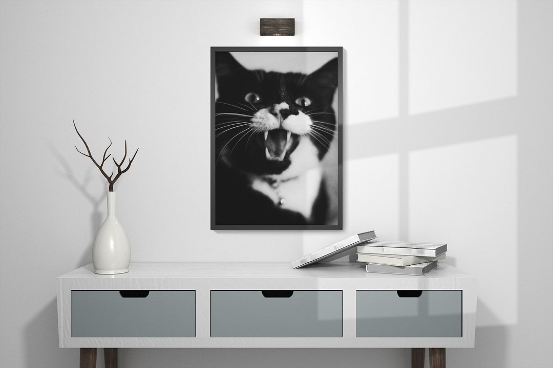 Happy Tuxedo Cat Print – Black and White Animal Photography - Etsy
