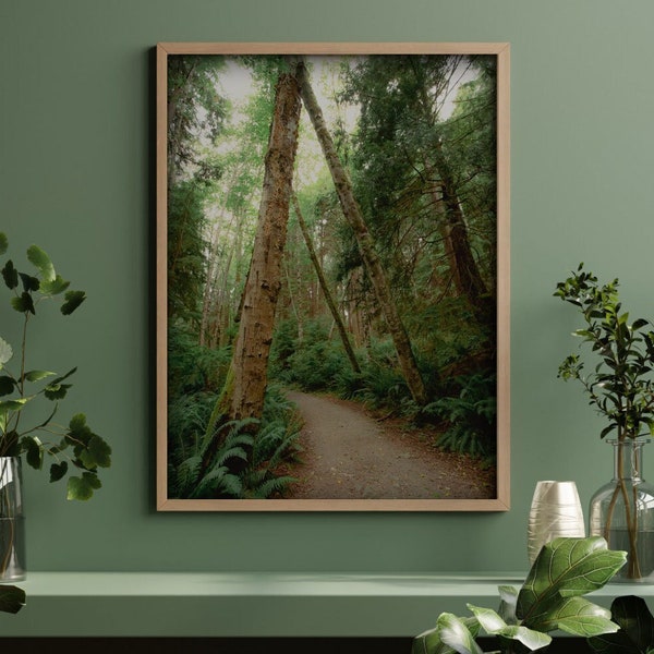 Forest Path | Trees | Ferns | Bowen Island | Vancouver | Pacific Northwest | Moss | Photography | British Columbia | Digital Print 6788