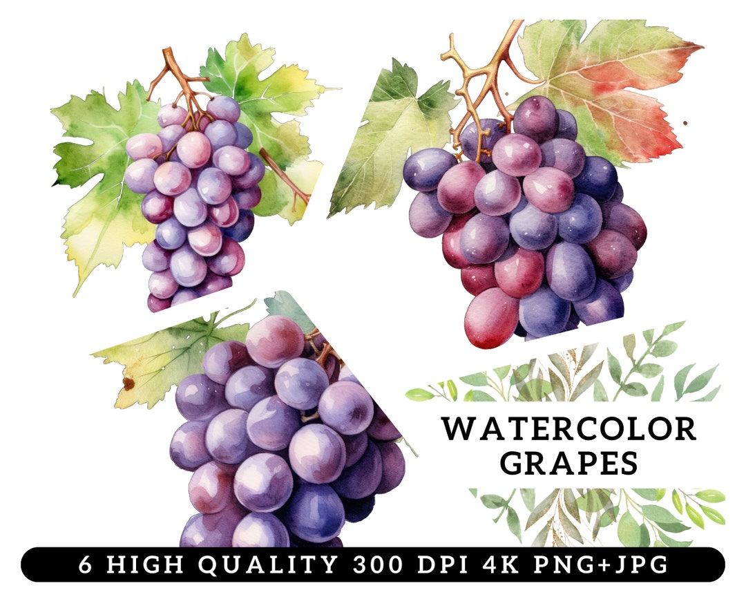 Watercolor Grapes Clipart Grape Bunch PNG Fruit Etsy