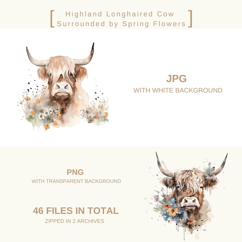 Watercolor Highland Cow With Spring Flowers Clipart Bundle High Quality ...