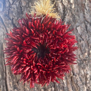 Hatch New Mexico Medium Wreath Ristra