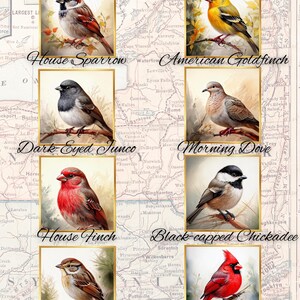 Song Birds of New York