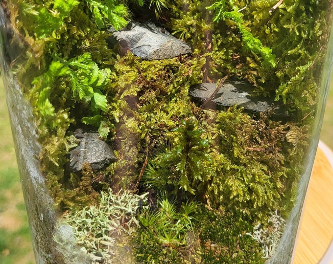 Live Moss Terrarium, Terrariums, Plant, Zen, Peaceful, Ecosystem, Jar
