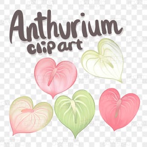 May include: Anthurium clipart featuring five heart-shaped flowers in shades of pink, green, and white. The text "Anthurium clipart" is displayed in a handwritten style font above the flowers. The background is transparent.