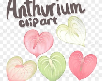 Rosa grön vit Anthurium Clip Art/Hawaiian Flower PNG/Tropical Floral Graphics/Digital Download/Sömlös kommersiell användning