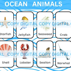 Cartões Flash Educativos para Crianças: Animais do Oceano