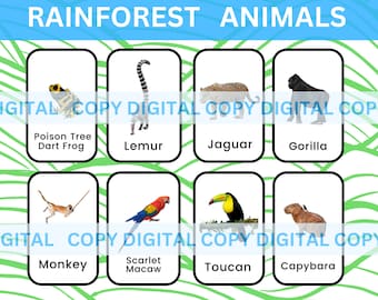 Kids Educational Flashcards Rainforest Animals