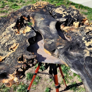 Blue Spalted Buckeye Burl live edge (BUK-06)- free Shipping