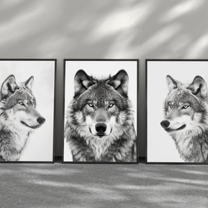 May include: Three black and white photographs of wolves in different poses. The wolves are framed in black frames and are set against a white background.