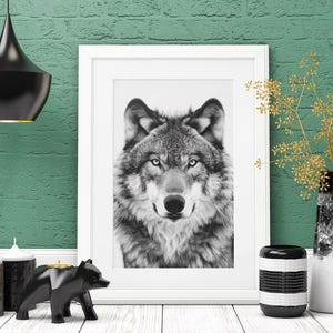 May include: A black and white photograph of a wolf's face in a white frame. The wolf is looking directly at the camera with a serious expression. The photo is hanging on a green wall with a black pendant light above it.