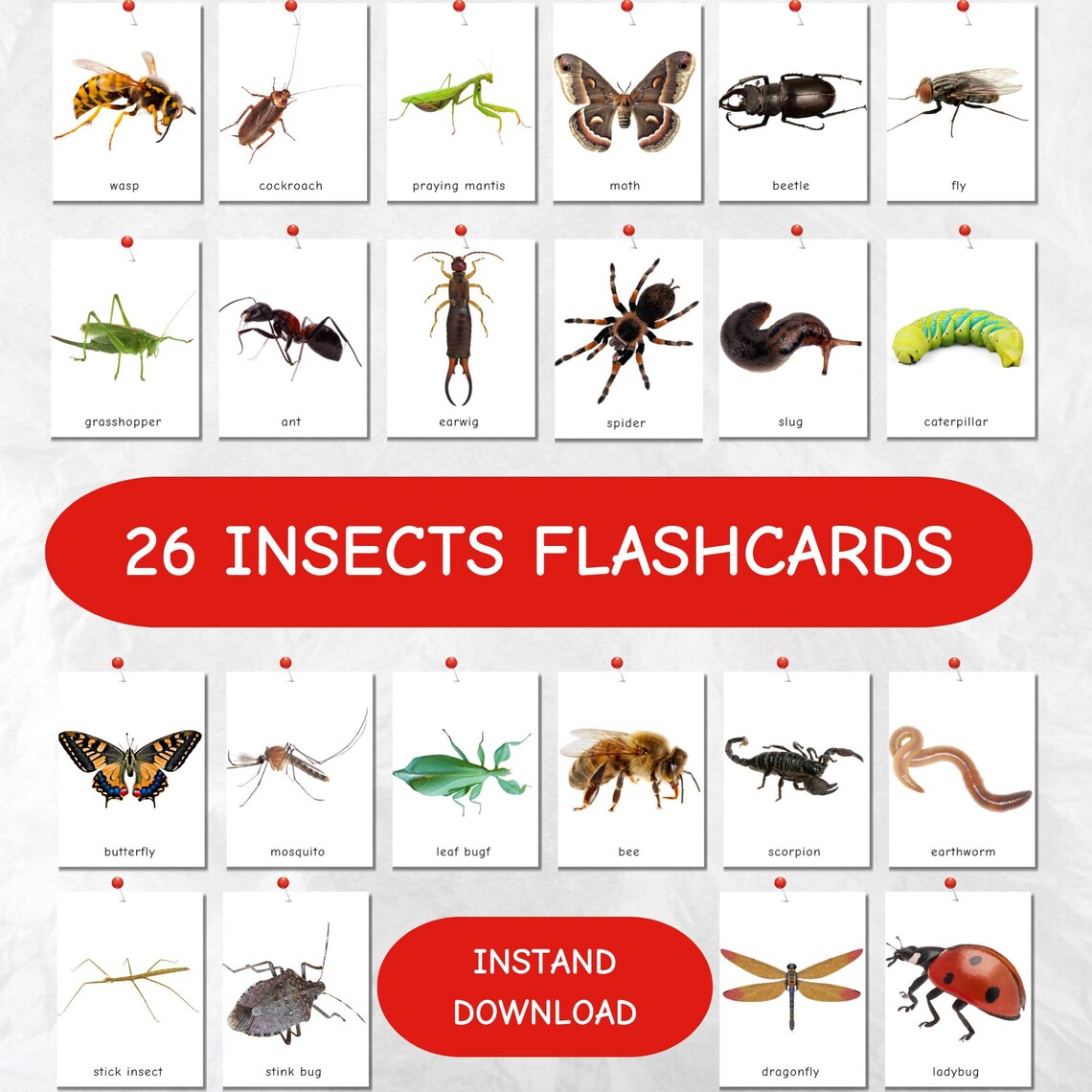 26 Insects Flashcards for Kids, 3-part Montessori Insect Learning Cards ...