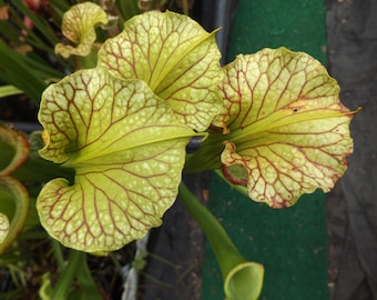 Sarracenia "Janus" live carnivorous plant