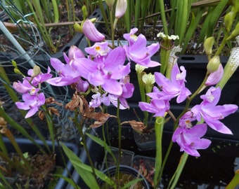 3 Pink bog orchid Calopogon Tuberosus live plants