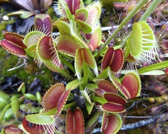 100 Venus Flytrap seeds plus 20 free