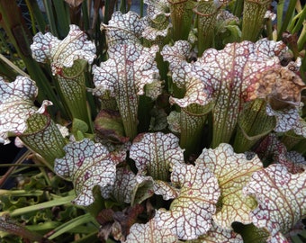 Sarracenia "Daniel Rudd" live carnivorous plant