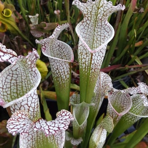 Sarracenia Leuco Wilkerson Bog clone 3 live carnivorous plant