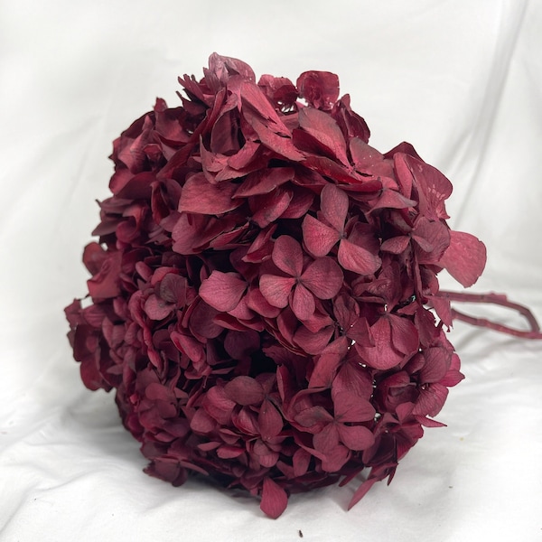 Tête Hortensia Bordeaux stabilisé - pour composer vous même vos bouquets, et décorer votre intérieur