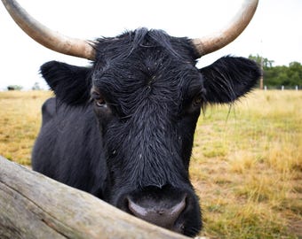 Koeienboerderij, dier op boerderij, natuurfotografie, digitale download, digitale prints, kunst aan de muur, digitale downloads van hoge kwaliteit