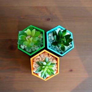 Hexagonal Succulent Planter Set 3D Printed Geometric Modern Shelf Decor Colour Pop Housewarming Gift Idea For Her New Home Living Room image 5