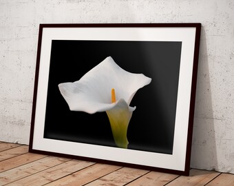 FLOWERS // Photo print of a beautiful White Calla Lily, Original photography, Wall art, Poster, Home Decor