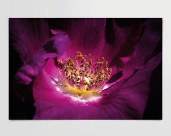 Mörkmagenta rosväggkonst, stämningsfullt blommigt makrotryck, botanisk fotografi, djupt lila blomma, gotisk blomsterdekor, digital nedladdning