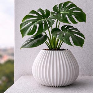 May include: A Monstera plant with large, green, split leaves in a white, ribbed, round ceramic pot. The pot is on a white surface. The plant pot is a decorative item.