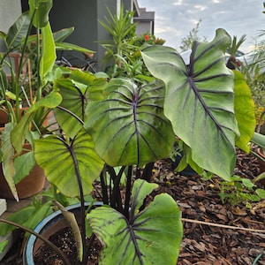 Colocasia pharaoh's mask - Etsy 日本