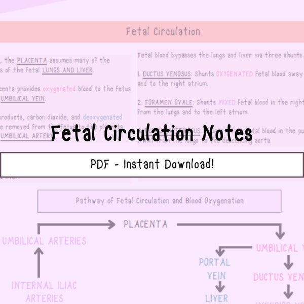 Fetal Circulation Notes | Study Guides for Nurses and Nursing Students