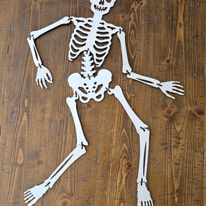 May include: A white, articulated skeleton decoration with a skull head, rib cage, pelvis, arms, and legs. The skeleton is made of cut-out material and is jointed at the elbows, shoulders, knees, and hips. The decoration is designed for Halloween.