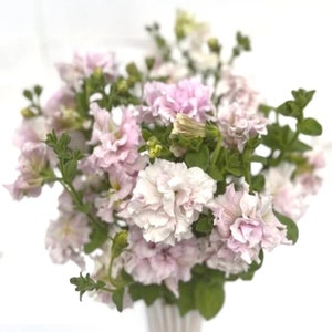 Petunia Double Grandi Flora &quot;Bianco Sfumato Mix&quot; AKA White Blush Shades, 25 Seeds (Tall Cutting Petunias)