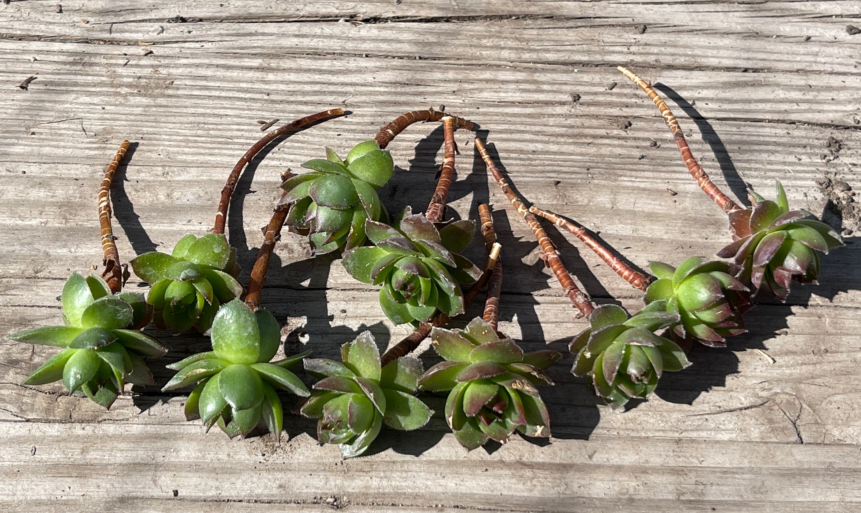 HARDY Hens and Chicks Aka Hardy Sempervivum 1 and 2 Diameters Available