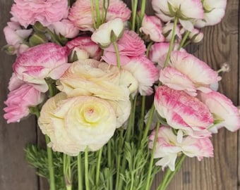 Elegance 'Bianco Sfumato' (Size 4/5): Italian Ranunculus Corms, Creamy White Blend, FREE SHIPPING