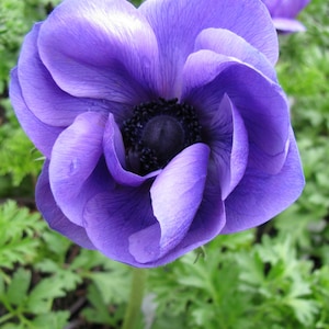 French Grown Anemone "Marianne" Lavender corms bulbs