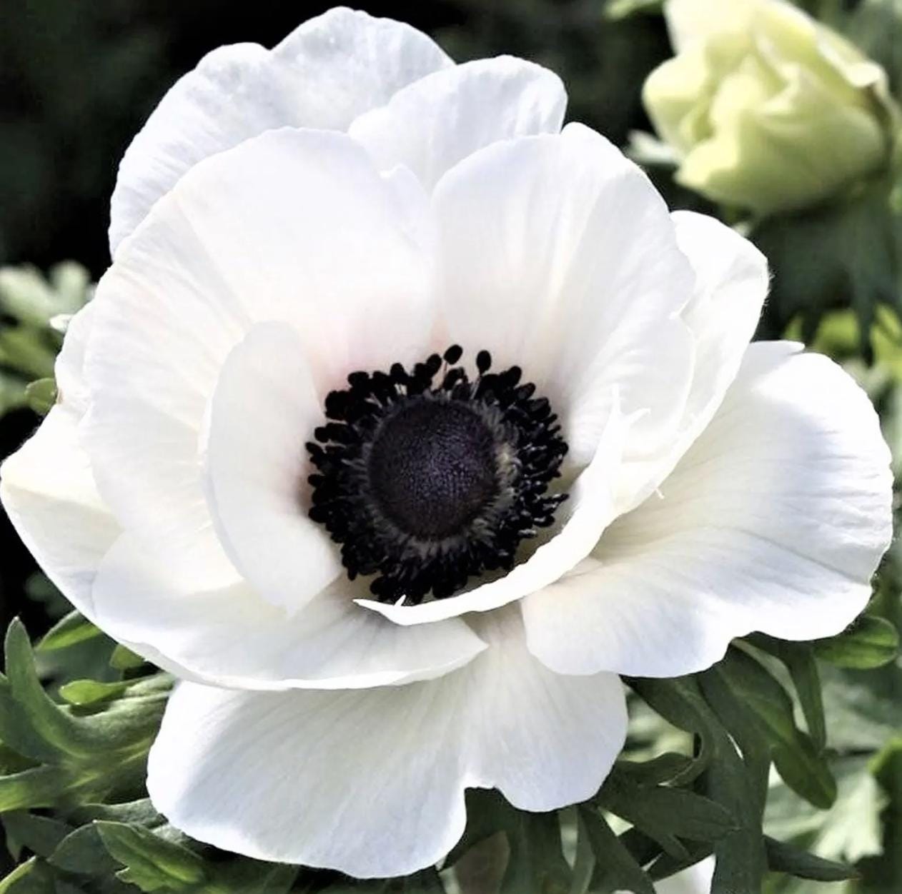 Anemone, Italian Grown Mistral PLUS ‘Panda’ (Size 5/7) - White, FREE SHIPPING