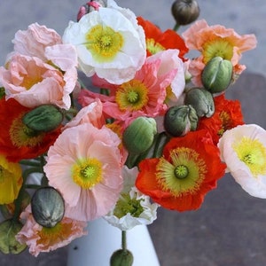 Colibri Iceland Poppy &quot;Full Color Mix&quot; - 50 Seeds Italian