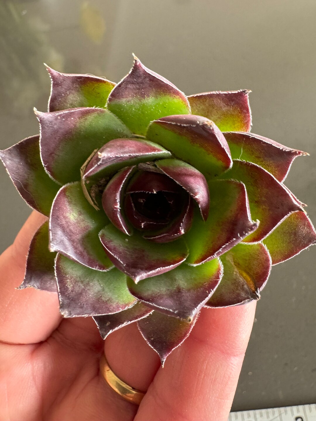 HARDY Hens and Chicks Aka Hardy Sempervivum - 1" and 2" Diameters ...