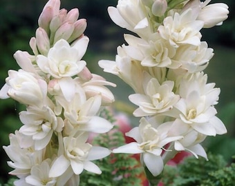 Tuberose 'The Pearl' - Polianthes - FREE shipping!