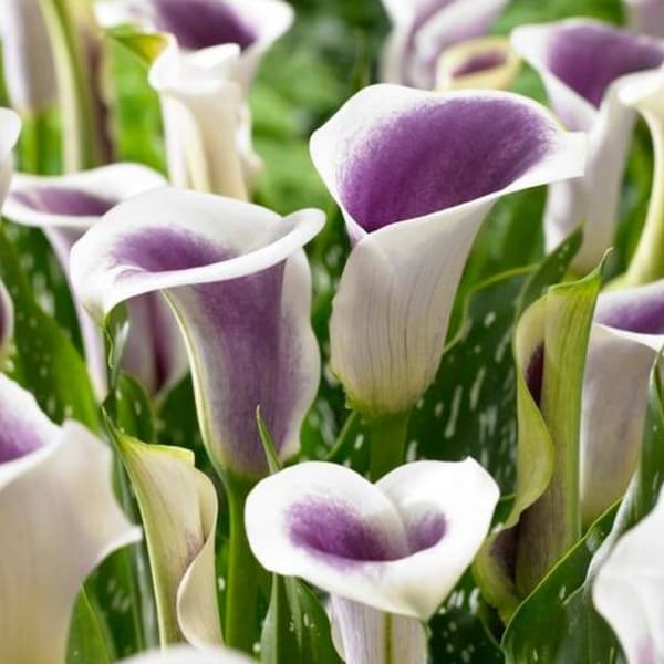 Calla Lily Bulbs 'Picasso'