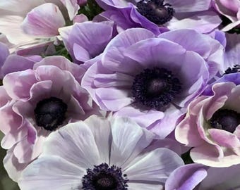 May include: Close-up of a bouquet of anemone flowers in shades of purple, lavender, and white. The flowers have dark purple centers and delicate, layered petals. The image is well-lit, showcasing the soft textures.