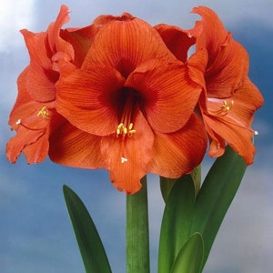 JUMBO Amaryllis Bulb Peruvian &#39;Sovereign&#39; Christmas holiday bulb flower, Size matters!!! 36-38 - Guaranteed success!