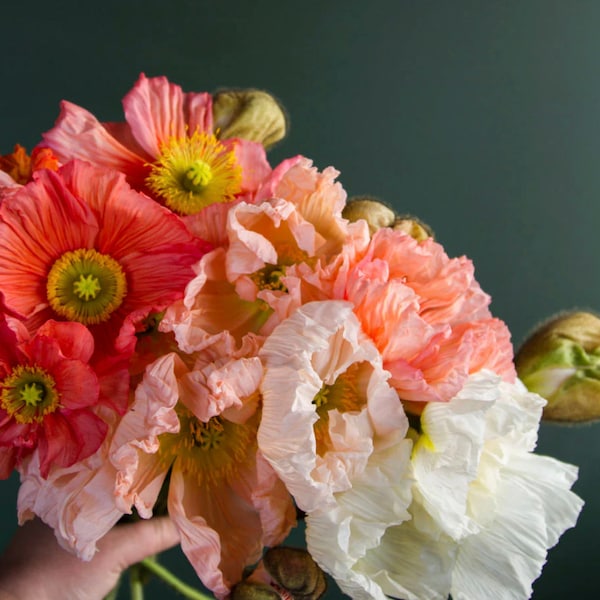 Colibri Iceland Poppy Mix "La Dolce Vita" 50 Seeds Italian