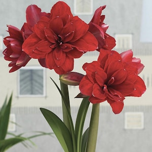 28/30 Amaryllis Bulb Peruvian &#39;Double King&#39; Double flowered Christmas holiday bulb flower, Guaranteed success!