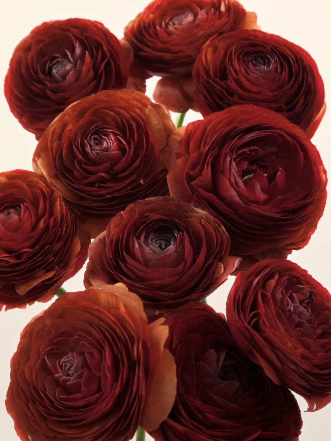 Elegance Rococo Ranunculus Italian Ranunculus Elegance 'cioccolato': Chocolate-burgundy Red, Size ...