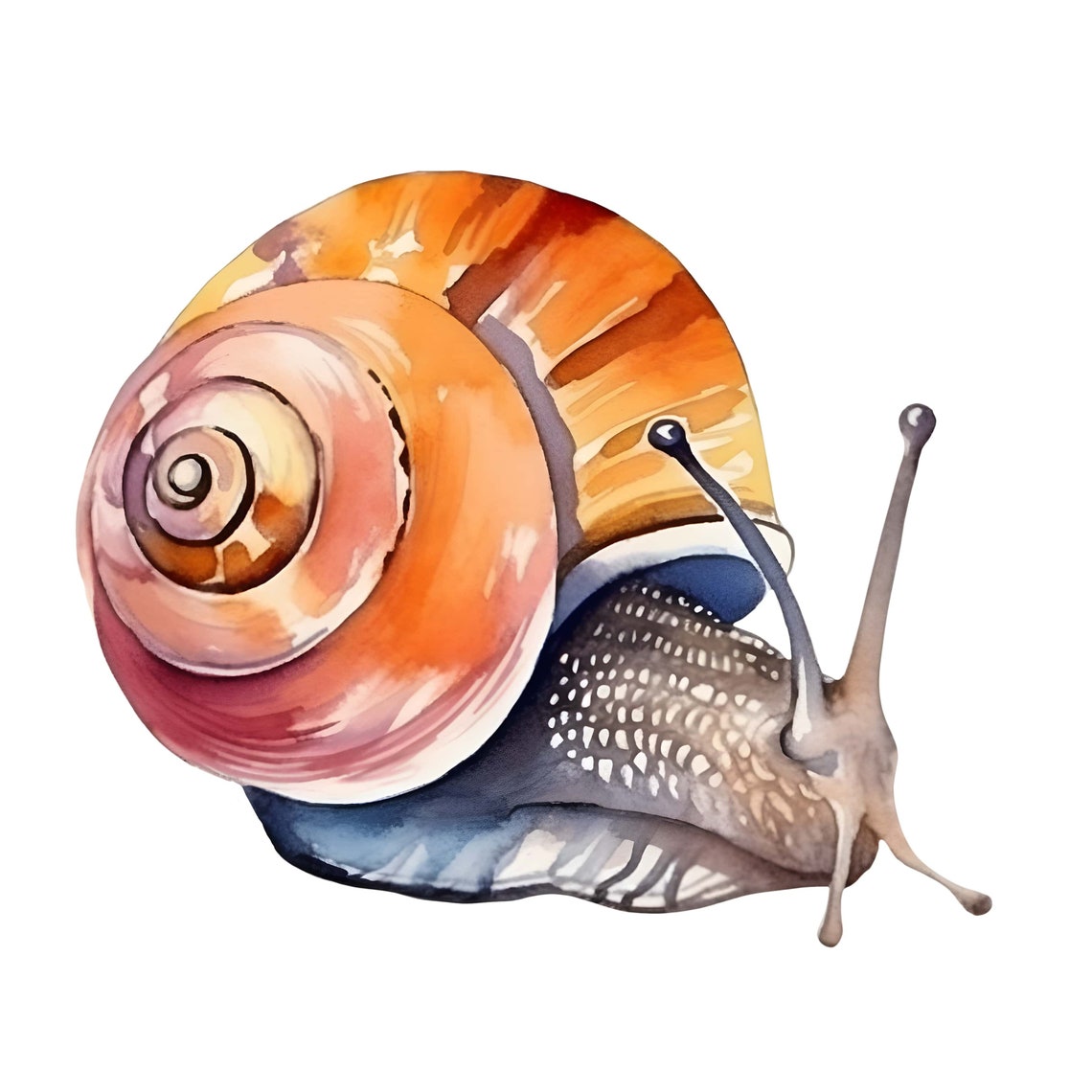 10 Watercolor Snail Clipart Aquarelle Snail Clipart Nature Etsy
