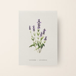 Beautiful Lavender retro botanical print poster for home and HoReCa decor