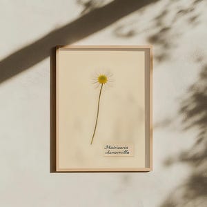 May include: A framed botanical print featuring a single chamomile flower with a white and yellow bloom and a slender green stem. The print includes the scientific name, Matricaria chamomilla, on a small label. The frame is light wood.