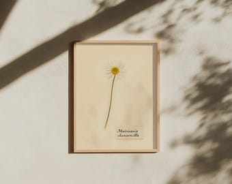 Chamomile Flower Print: Pressed Matricaria Botanical Art. Digital Download
